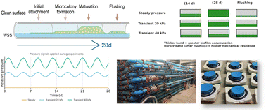 Graphical abstract: Examining the impact of small-amplitude hydraulic transients on biofilm development and adhesion in a full-scale, controlled water distribution environment