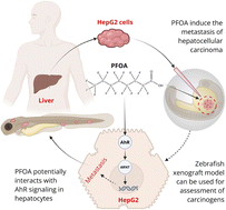 Graphical abstract: Metastatic impact of perfluorooctanoic acid on liver cancer: insights from HepG2 cells and zebrafish xenograft models