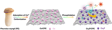 Graphical abstract: In situ confinement of ultrahigh-density Co2P nanoparticles within biomass-derived carbon nanosheet frameworks as efficient cocatalysts for solar H2 production