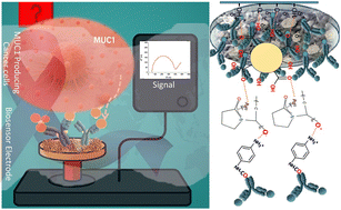Graphical abstract: MOF-metal nanohybrid-assisted charge transfer amplification for electrochemical biosensing of the MUC1 cancer biomarker