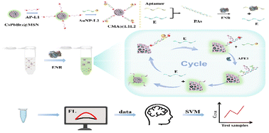 Graphical abstract: Fluorescent aptasensor for enrofloxacin detection based on APE1-assisted amplification and CsPbBr3@MSN nanocomposites