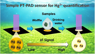 Graphical abstract: A simple photothermal paper-based analytical device using silver nanomaterials for quantitative mercury ion monitoring in drinking water and Wolffia samples