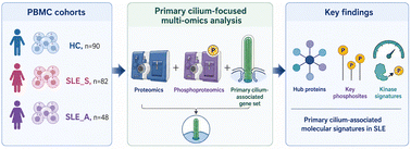 Graphical abstract: Multi-omics profiling characterizes the primary cilium-related molecular regulatory landscape in systemic lupus erythematosus