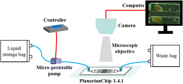 Graphical abstract: Regeneration-on-a-chip: a planarian microfluidic device enabling automated cultivation, individual tracking and in vivo imaging for regeneration study