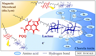 Graphical abstract: A reagent-free binding assay for cholera toxin based on sequestration electrochemistry using lactose-functionalized magnetic microbeads