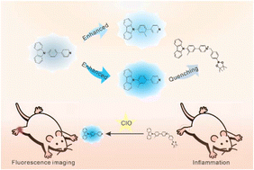 Graphical abstract: Methylation-enhanced fluorescent dyes for highly sensitive detection of hypochlorous acid and biological imaging