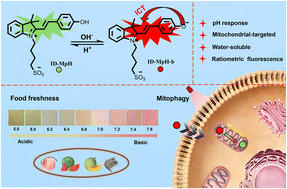 Graphical abstract: A pH-responsive ratiometric fluorescent probe and its application in bioimaging and food freshness monitoring