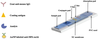 Graphical abstract: Colloidal gold immunochromatographic assay for mycophenolic acid in human plasma
