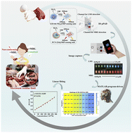 Graphical abstract: Rapid ultrasensitive detection of levamisole and mebendazole residues in meat products based on an intelligent nanozyme-imprinted fluorescence microfluidic sensor