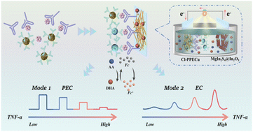 Graphical abstract: Self-powered PEC/EC dual-mode sensing platform for sensitive TNF-α detection based on multifunctional mesoporous silica nanospheres