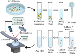 Graphical abstract: Multidimensional information detection of liver cancer cell exosomes treated with shikonin