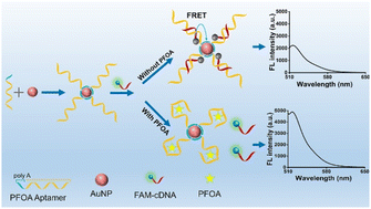 Graphical abstract: PolyA-tail-mediated assembly of a gold nanoparticle-based turn-on fluorescent aptasensor for ultrasensitive detection of perfluorooctanoic acid