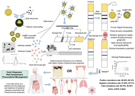 Graphical abstract: Au@Pt core–shell nanoparticle-based lateral flow immunoassay for rapid detection of Porphyromonas gingivalis type II and IV FimA