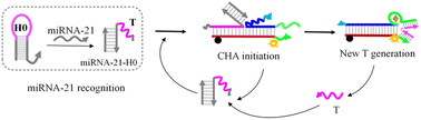 Graphical abstract: A ligation DNAzyme-driven catalytic hairpin assembly strategy for miRNA detection
