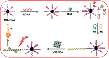 Graphical abstract: HCR signal amplification strategy based photothermal sensing for histamine detection