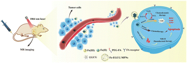 Graphical abstract: Copper sulfide nanoparticles coated with Fe-EGCG networks for targeted MR imaging and chemo/photothermal/chemodynamic synergetic therapy of tumors