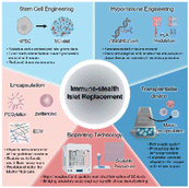 Graphical abstract: Engineering immune-evasive islet replacement: cell-intrinsic and peri-graft strategies