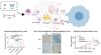 Graphical abstract: Synergic cancer chemo-immunotherapy comprising combined doxorubicin and siRNA targeting CD47 co-delivered by a bola-amphiphilic dendrimer