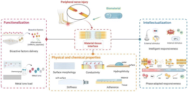 Graphical abstract: Function of the material–tissue interface in peripheral nerve regeneration: physical and chemical properties, functionalization and intellectualization