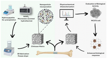 Graphical abstract: Bioactive chitosan scaffolds reinforced with hydroxyapatite and nickel tungstate for bone tissue engineering