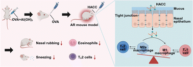 Graphical abstract: Macrophage phenotype modulation via 2-hydroxypropyltrimethyl ammonium chloride chitosan: a novel strategy for managing allergic rhinitis