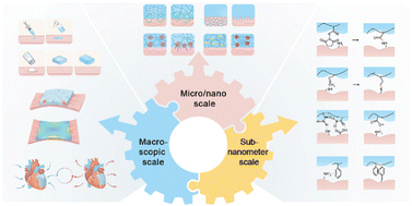 Graphical abstract: Multiscale design strategies for high-performance hemostatic bioadhesives