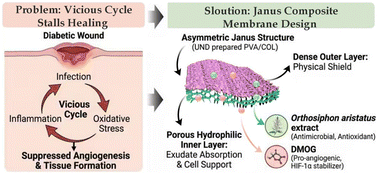 Graphical abstract: A Janus-structured PVA/collagen membrane co-loaded with Orthosiphon aristatus extract and DMOG for diabetic wound healing