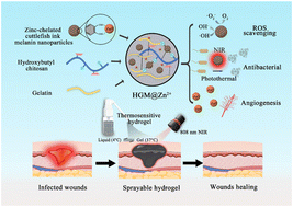 Graphical abstract: Zinc-chelated cuttlefish ink melanin nanoparticle-complexed sprayable chitosan-based hydrogel for promoting infected wound healing