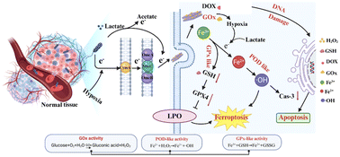 Graphical abstract: The LDH biological hybrid promotes electron transfer via dual starvation enhancing tumor ferroptosis/apoptosis