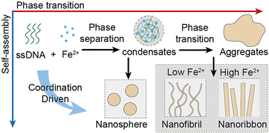 Graphical abstract: Coordination-driven liquid-to-solid phase transition and self-assembly of DNA–metal condensates