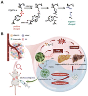 Graphical abstract: An esterase-activated celastrol delivery system suppressed steatosis-related hepatocellular carcinoma progression