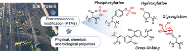 Graphical abstract: Post-translational modifications of silk proteins