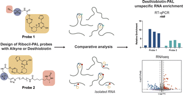 Graphical abstract: Comparative analysis of alkyne- and desthiobiotinylated photoaffinity probes for chemotranscriptomic profiling