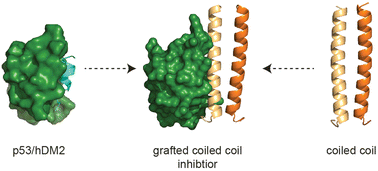 Graphical abstract: De novo grafted coiled-coil peptides as p53/hDM2 inhibitors