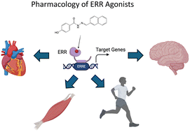 Graphical abstract: Pharmacology of estrogen-related receptors (ERRs) agonists
