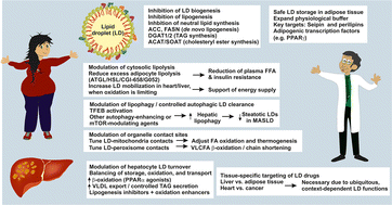 Graphical abstract: Lipid droplet dynamics in metabolic regulation