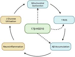 Graphical abstract: The inhibitors of 17β-HSD10: are they any good?