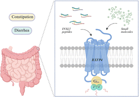 Graphical abstract: Understanding insulin-like peptide 5 (INSL5) and relaxin family peptide receptor 4 (RXFP4): structure, signalling, and function
