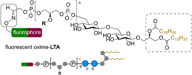 Graphical abstract: A two-step bioconjugation of S. aureus lipoteichoic acid (LTA) affords fluorescent probes that illuminate the interaction between Gram-positive glycolipids and mammalian cell membranes
