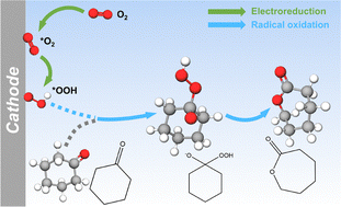 Graphical abstract: Cathodic oxygen-reduction-reaction-mediated active peroxide for oxidizing cyclohexanone to ε-caprolactone
