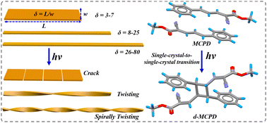 Graphical abstract: Aspect ratio-dependent twisting motions in photomechanical molecular crystal ribbons via solid-state [2+2] photodimerization