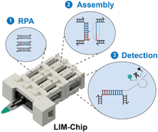 Graphical abstract: A LEGO-inspired multipiece chip for portable nucleic acid detection