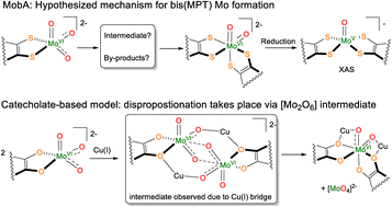 Graphical abstract: Transformation of tetranuclear [{MoO3(Lcat)Cu}2]2− into trinuclear [MoO2(Lcat)2Cu2] and possible implications for the formation of Bis(MPT)Mo by MobA
