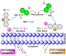 Graphical abstract: A single heteroatom controls halogen- versus chalcogen-bond-driven cellular uptake