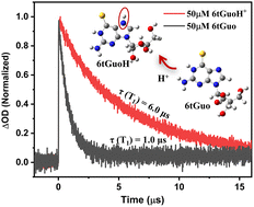 Graphical abstract: Protonation regulates the triplet state decay of 6-thioguanosine