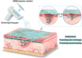 Graphical abstract: In situ forming thermally shrinkable electrospun nanofiber membranes for wound healing