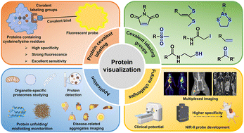 Graphical abstract: Research advances in covalent labeling for fluorescence imaging of proteins