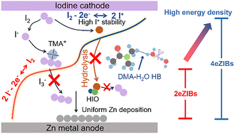 Graphical abstract: Tailoring solvation chemistry towards concurrent hydrolysis-free I−/I+ redox and reversible Zn anode in Zn–I2 batteries