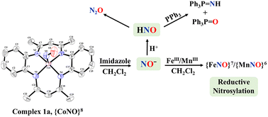 Graphical abstract: Ligand-induced release of HNO/NO− from a cobalt(ii)-nitrosyl complex