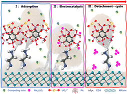 Graphical abstract: A slime mold-bioinspired MXene membrane for efficient uranium immobilization